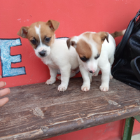 Jack Russel