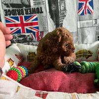 Barboncino maschio red teacup