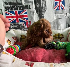 Barboncino maschio red teacup