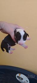 Cuccioli Bull Terrier taglia normale