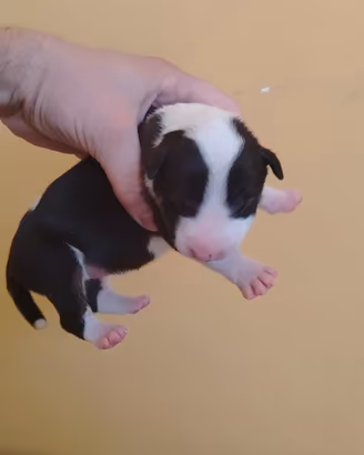 Cuccioli Bull Terrier taglia normale