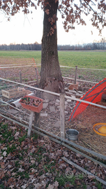 Conigli allevati in modo naturale