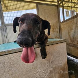 Adozione giovane taglia labrador