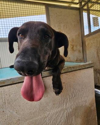 Adozione giovane taglia labrador