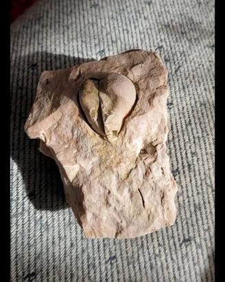 Fossili