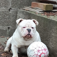 American Bully x monta