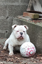 American Bully x monta