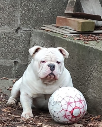 American Bully x monta