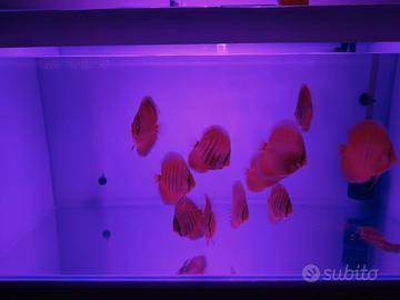 Discus