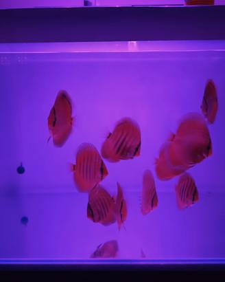 Discus