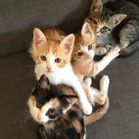 Gattini due mesi