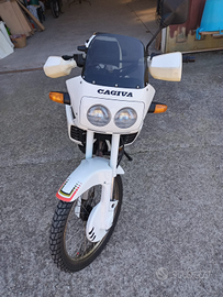 Cagiva cocis