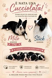 Border collie
