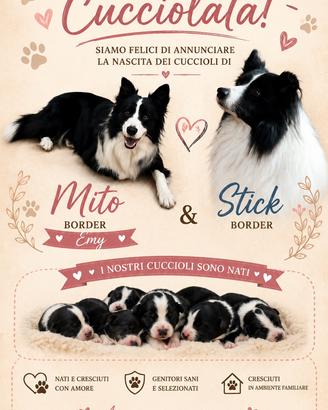 Border collie
