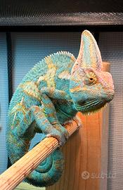 Camaleonte calyptratus