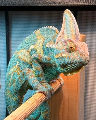 Camaleonte calyptratus