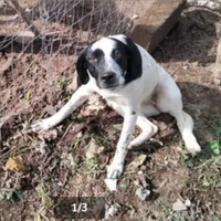 Cagnolina di un anno ,affettuosa e dolce