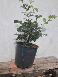 Bonsai di Leccio (Quercus Ilex)