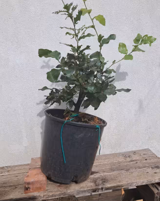 Bonsai di Leccio (Quercus Ilex)