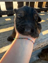 Cuccioli di pastore tedesco