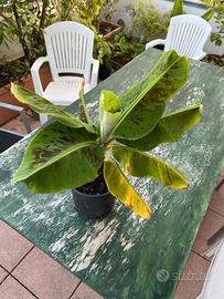 Banano Nano da Vaso (1 anno) - Foglie Maculate - S