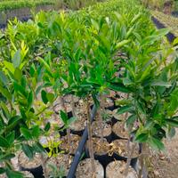 piante di mandarino tardivo di giaculli 