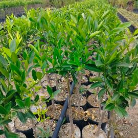 piante di mandarino tardivo di giaculli 