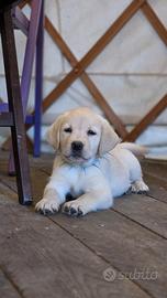 LABRADOR FEMMINUCCE GIALLE