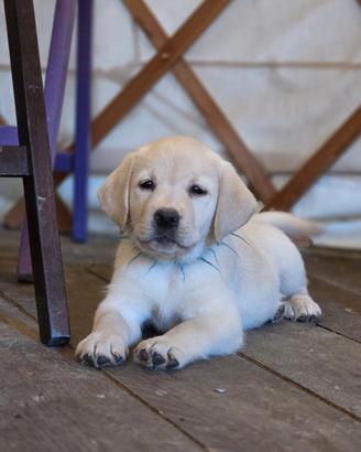LABRADOR FEMMINUCCE GIALLE