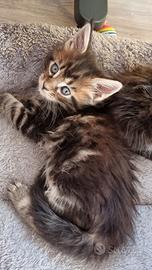 Maine coon Pedigree AFSI
