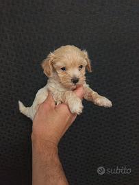 Barboncini e Maltipoo