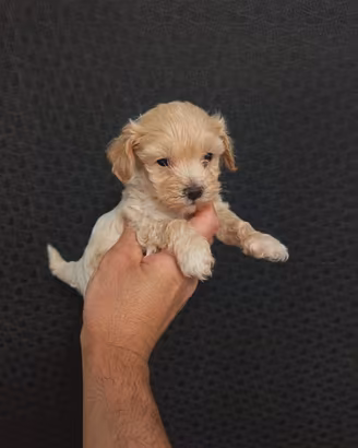 Barboncini e Maltipoo