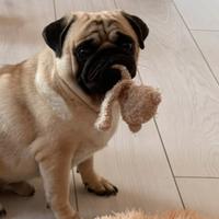 Carlino