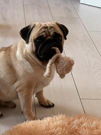 Carlino