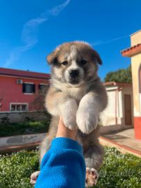 Cuccioli di akita