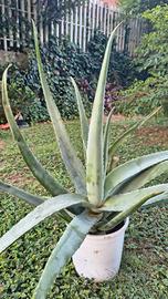Aloe, pianta di 3 anni