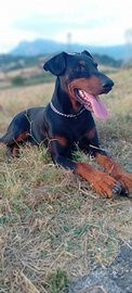 Dobermann ( cuccioli)