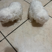 Maltese cucciolo