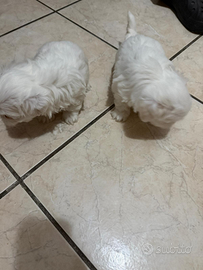 Maltese cucciolo