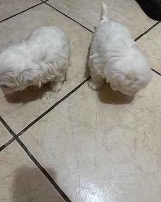 Maltese cucciolo