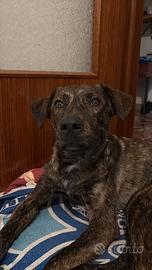 Cagnetto per famiglia dolcissimo