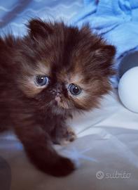 Cuccioli di Gatto Persiano 