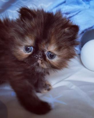 Cuccioli di Gatto Persiano 