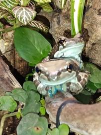 Milk Frog Baby