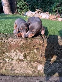 Cuccioli di bassotto nano