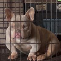 American Bully Micro Femmina Trililac