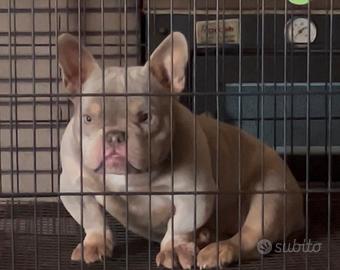 American Bully Micro Femmina Trililac