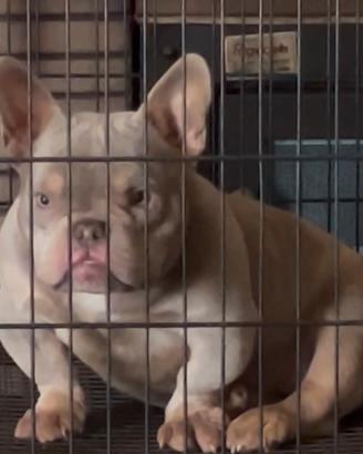 American Bully Micro Femmina Trililac