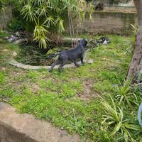 Cane corso maschio di 3 mesi e mezzo