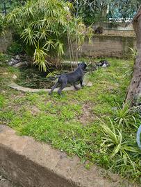 Cane corso maschio di 3 mesi e mezzo
